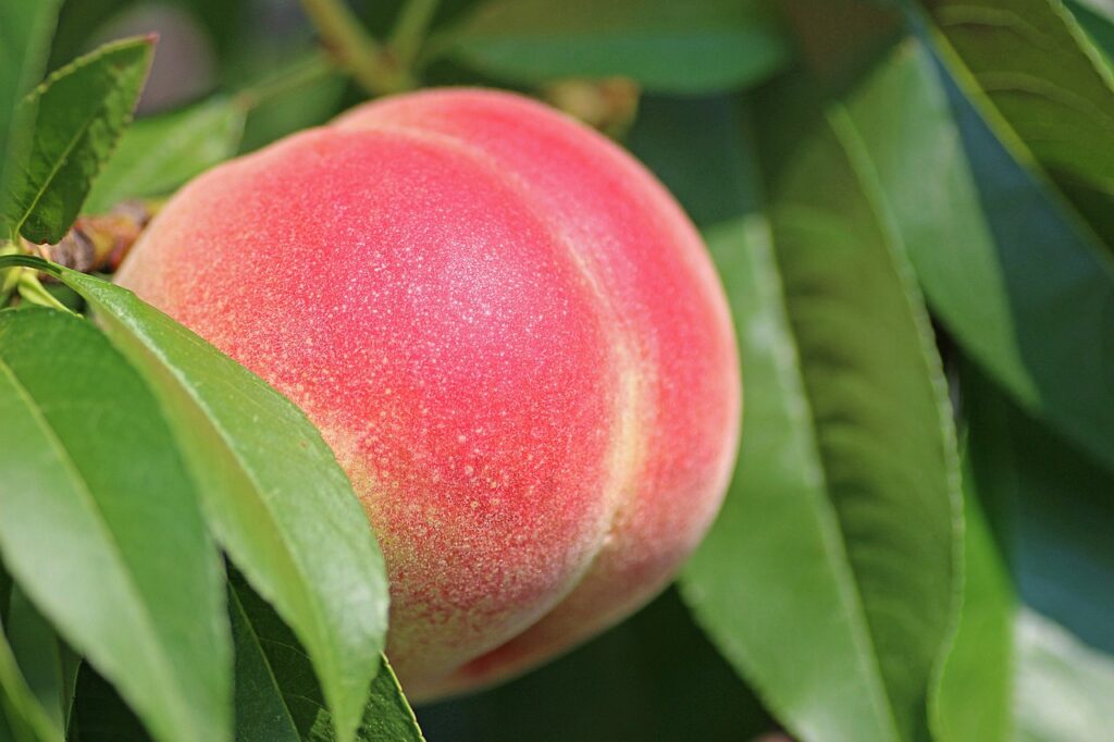 peach, fruit, food, fresh, healthy, ripe, nature, organic, sweet, produce, harvest, leaves, peach tree, peach, peach, peach, peach, peach